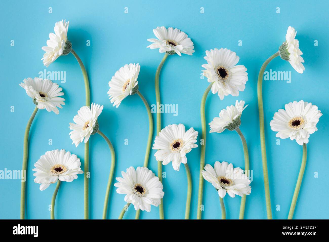 Top view blooming flowers Stock Photo