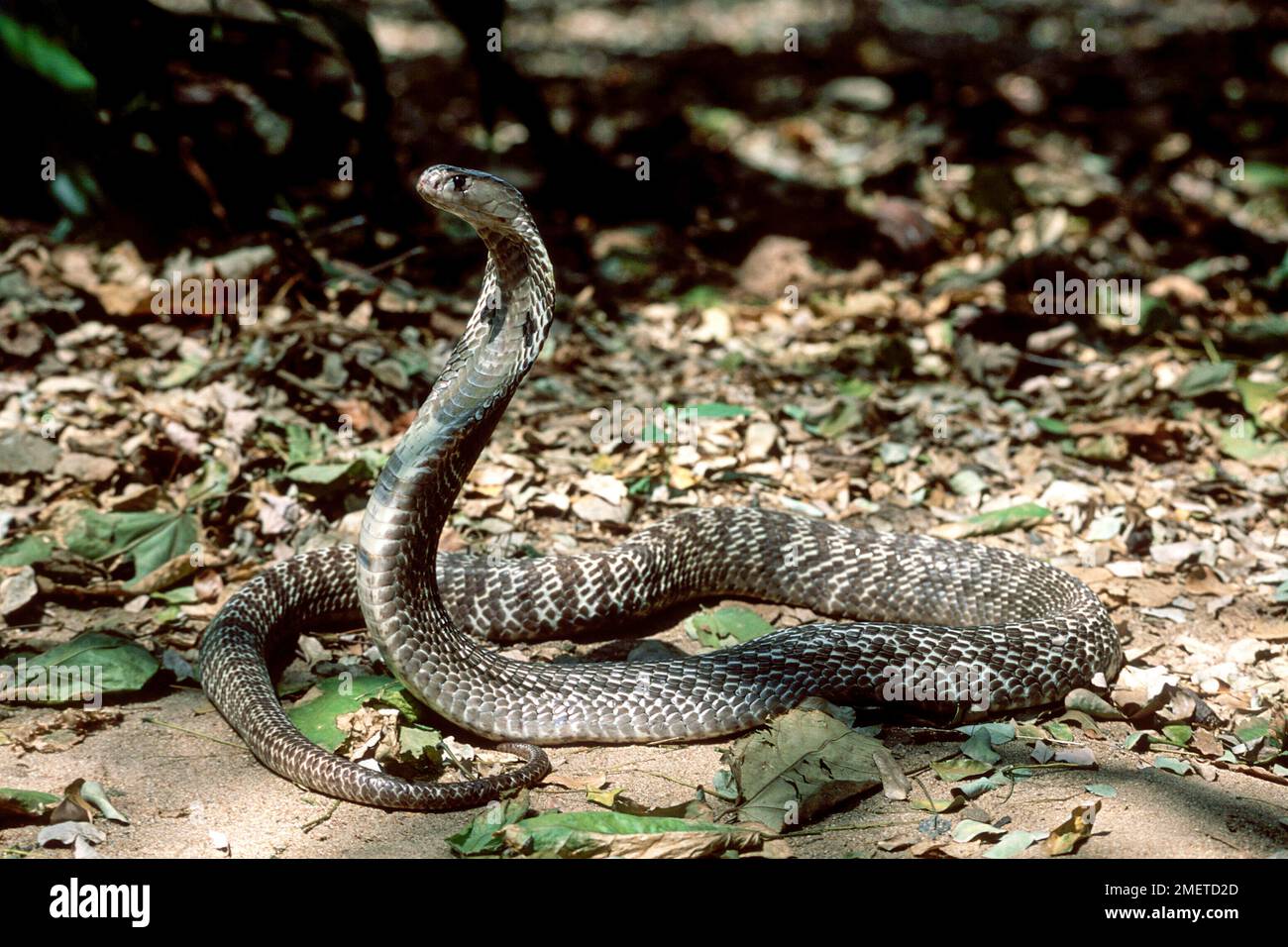 Snake Image Indian Cobra Digital PNG and JPG Image -  Portugal