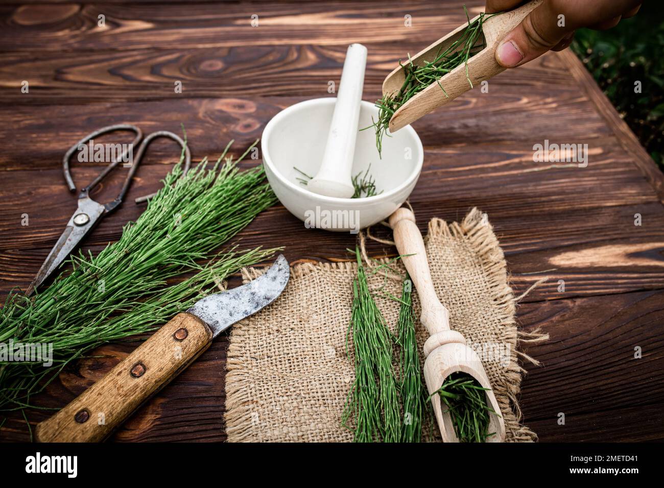 hand pouring dried horsetail stems into an apothecary mortar to prepare medicine. Alternative medicine. Herbalism Stock Photo