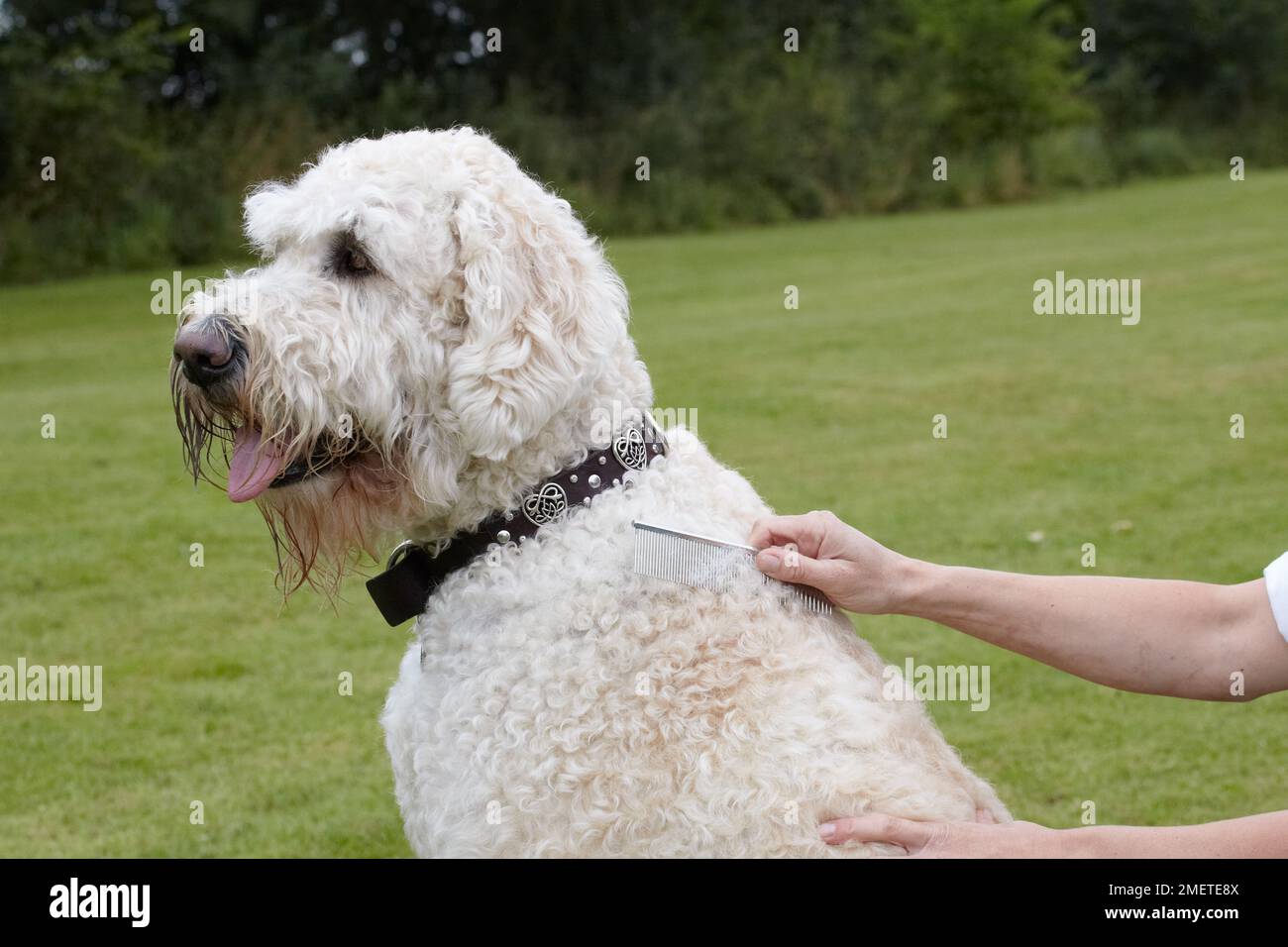 Labradoodle: being groomed by owner in garden Stock Photo