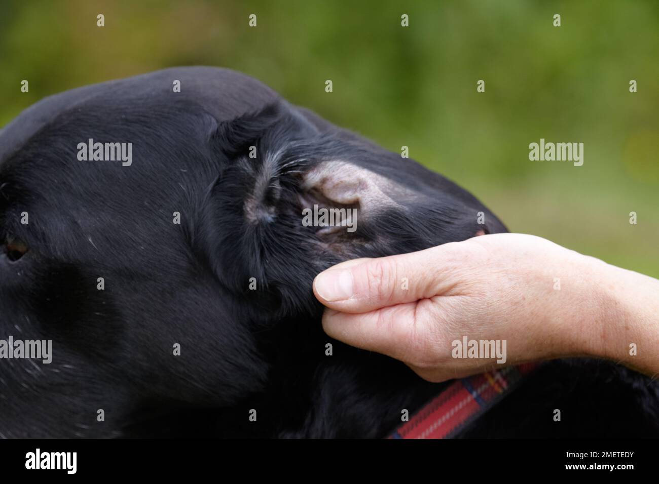 Dog health check Owner checking Labradors ear Stock Photo Alamy