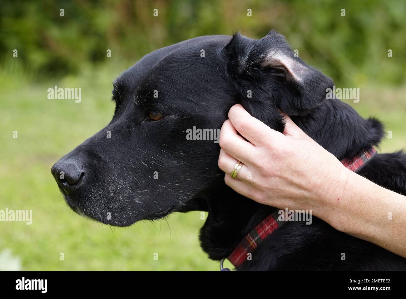 Dog health check Owner rubbing Labrador's ear Stock Photo Alamy