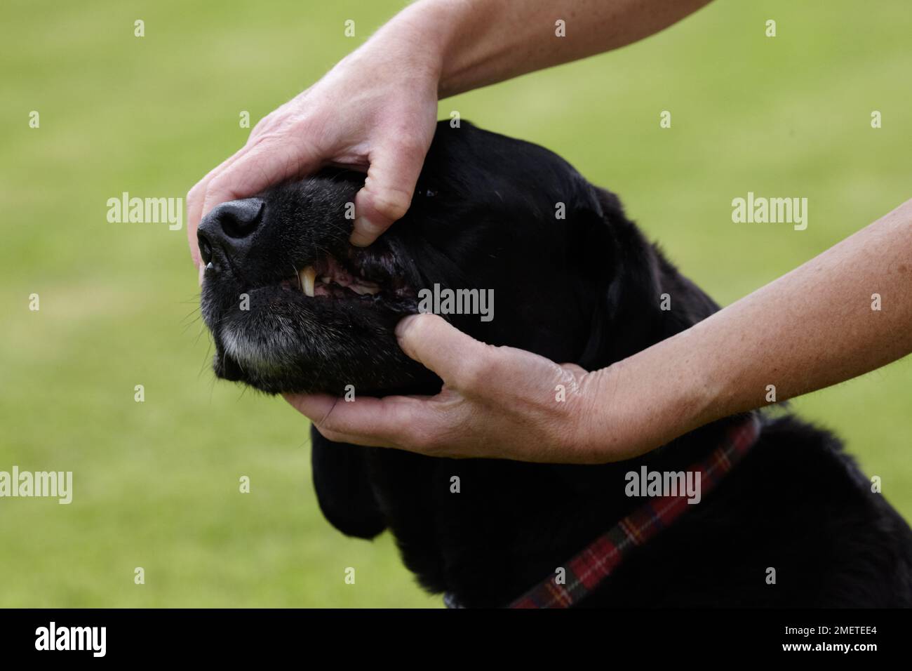 Dog health check Owner checking Labradors mouth/teeth Stock Photo Alamy