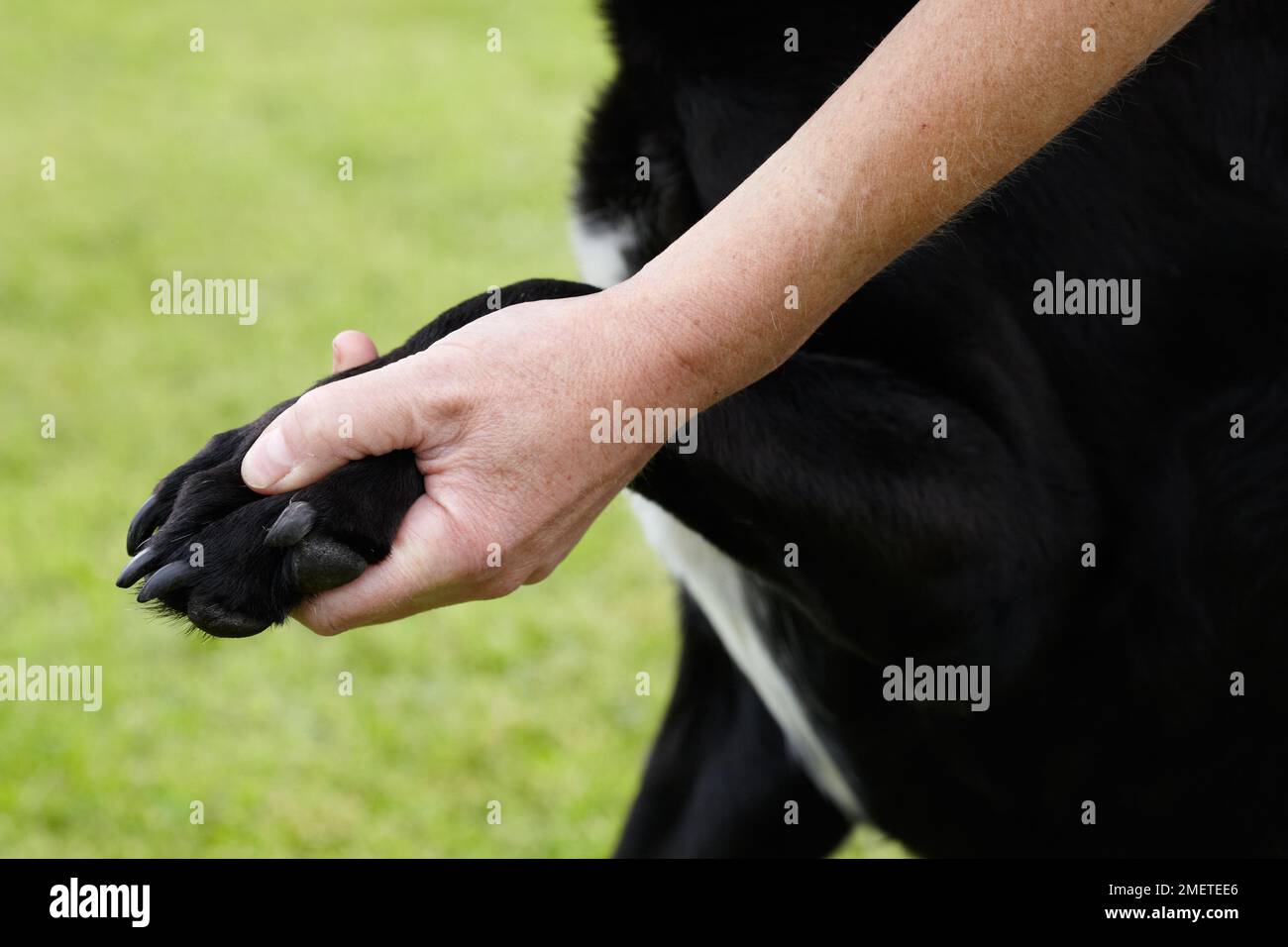 Dog health check Owner checking Labradors front paw Stock Photo Alamy