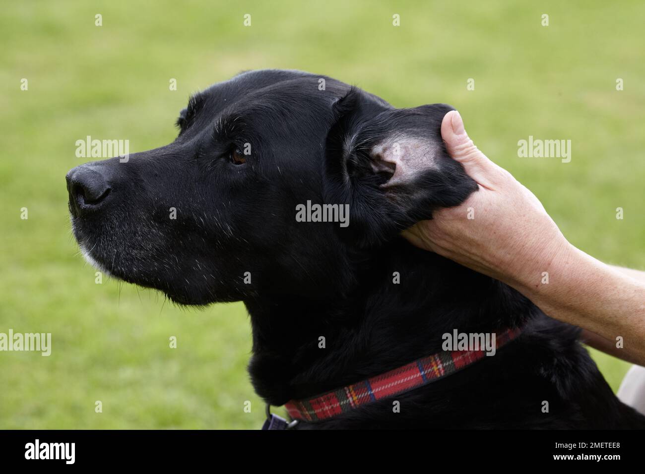 Dog health check Owner checking Labradors ears Stock Photo Alamy