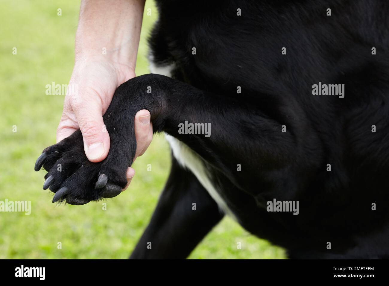 Dog health check Owner checking Labradors front paw Stock Photo Alamy