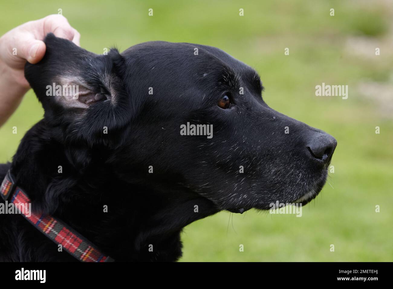Dog health check Owner checking Labradors ears Stock Photo Alamy