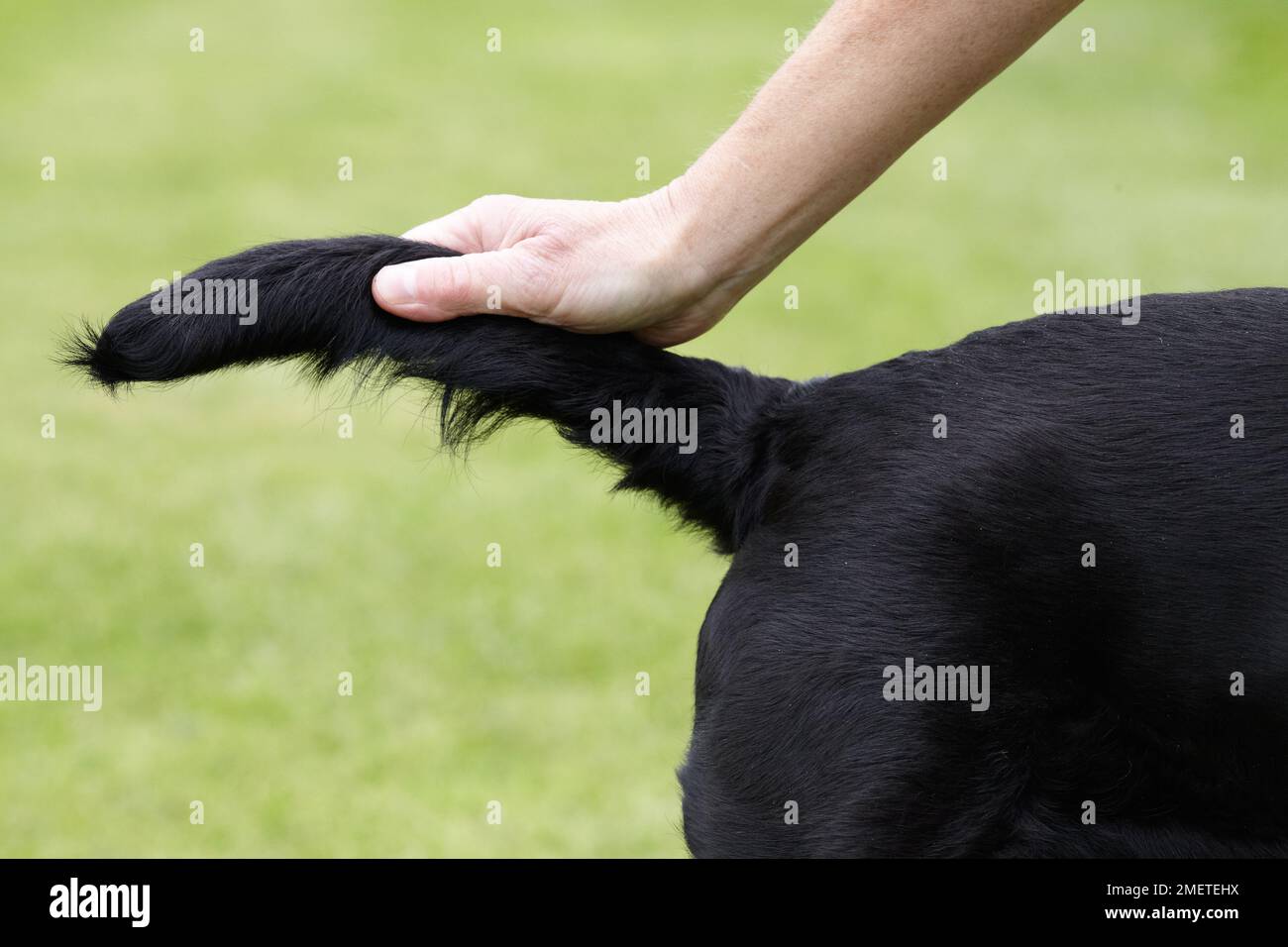 Dog health check Owner checking Labradors tail Stock Photo Alamy