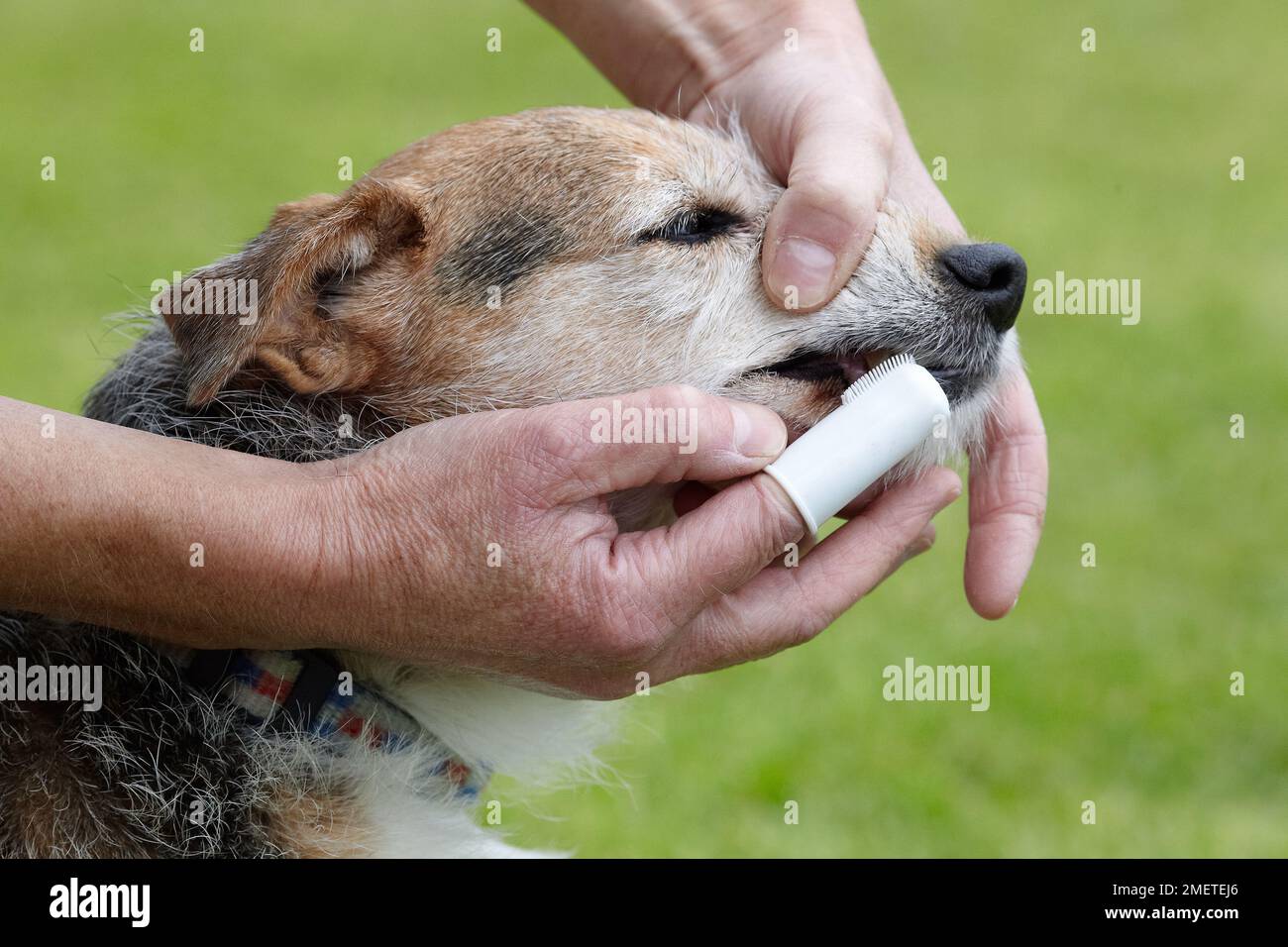 Elderly jack russell having teeth cleaned by owner Stock Photo