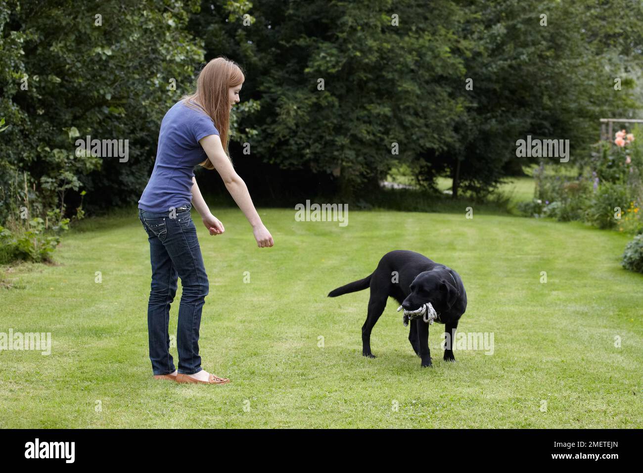 Teenage girl playing with Labrador in garden Stock Photo
