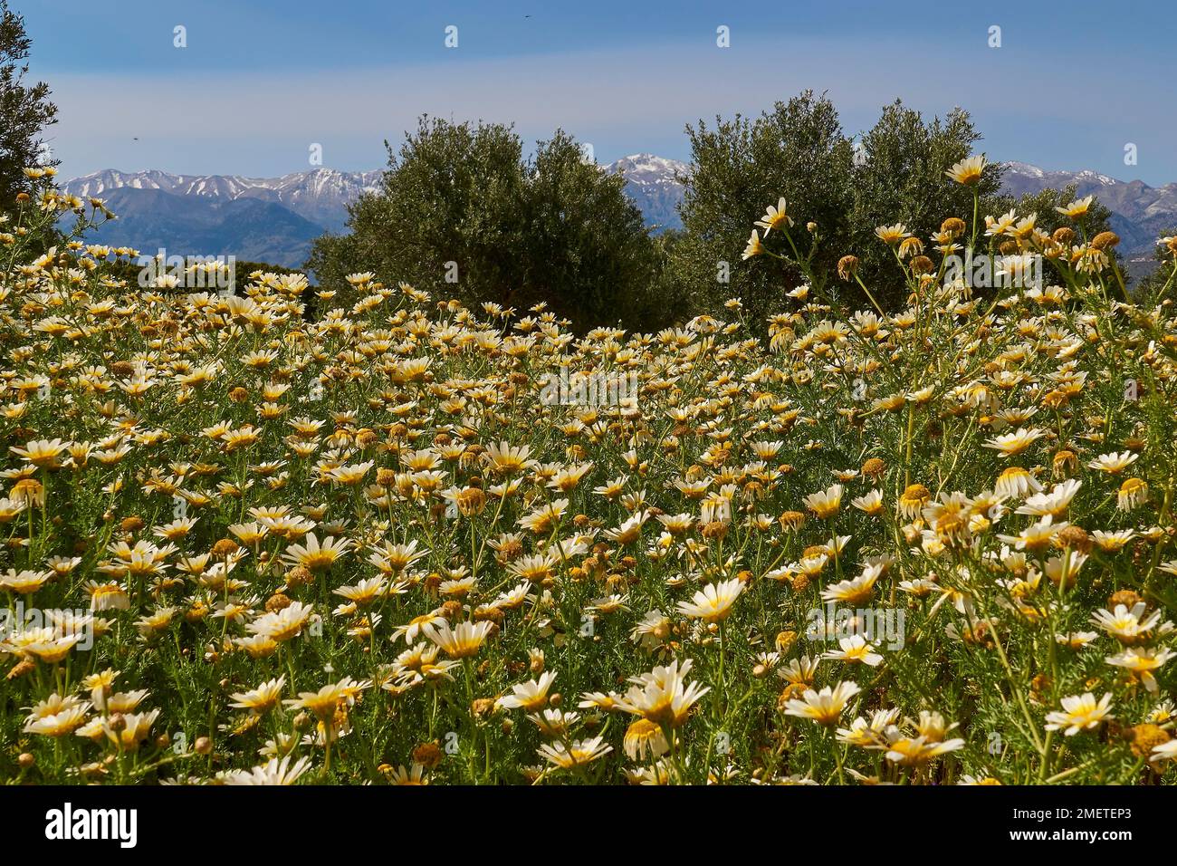 Spring in Crete, Spring meadow near, excavation site site, Dorer