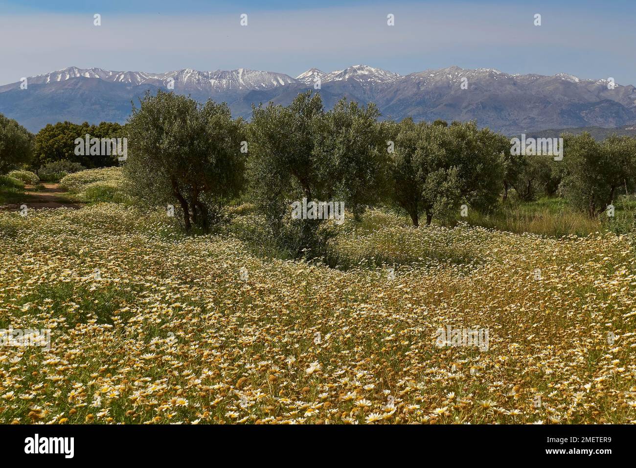 Spring in Crete, Spring meadows, excavation site site, Dorer, Meadow