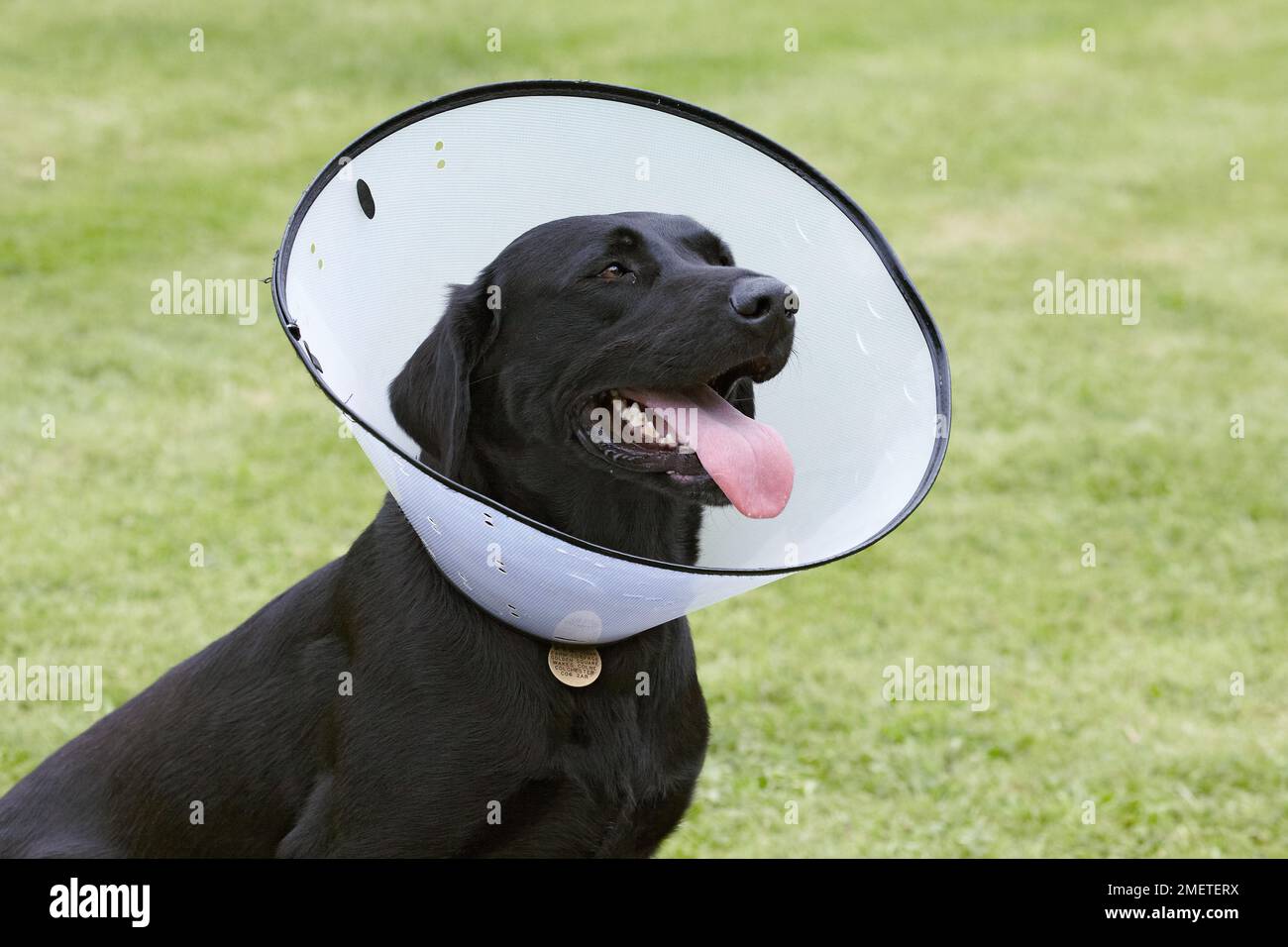 Labrador wearing an elizabethan collar Stock Photo Alamy