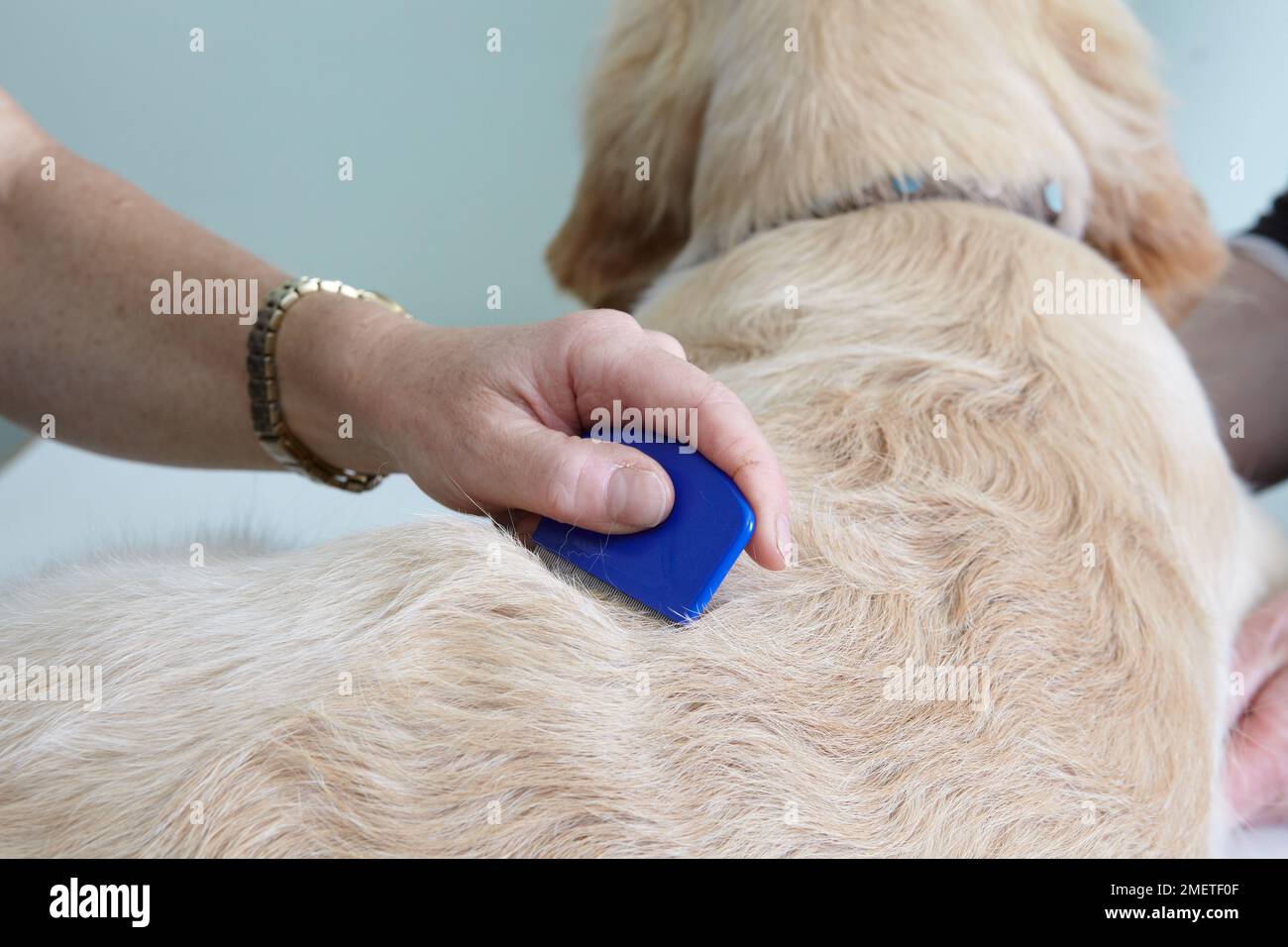 Labrador puppy being checked over by a vet. Checking for fleas with