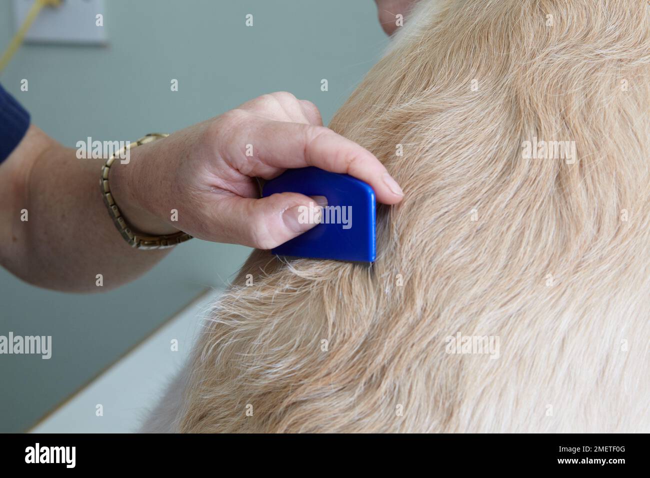 Labrador puppy being checked over by a vet. Checking for fleas with