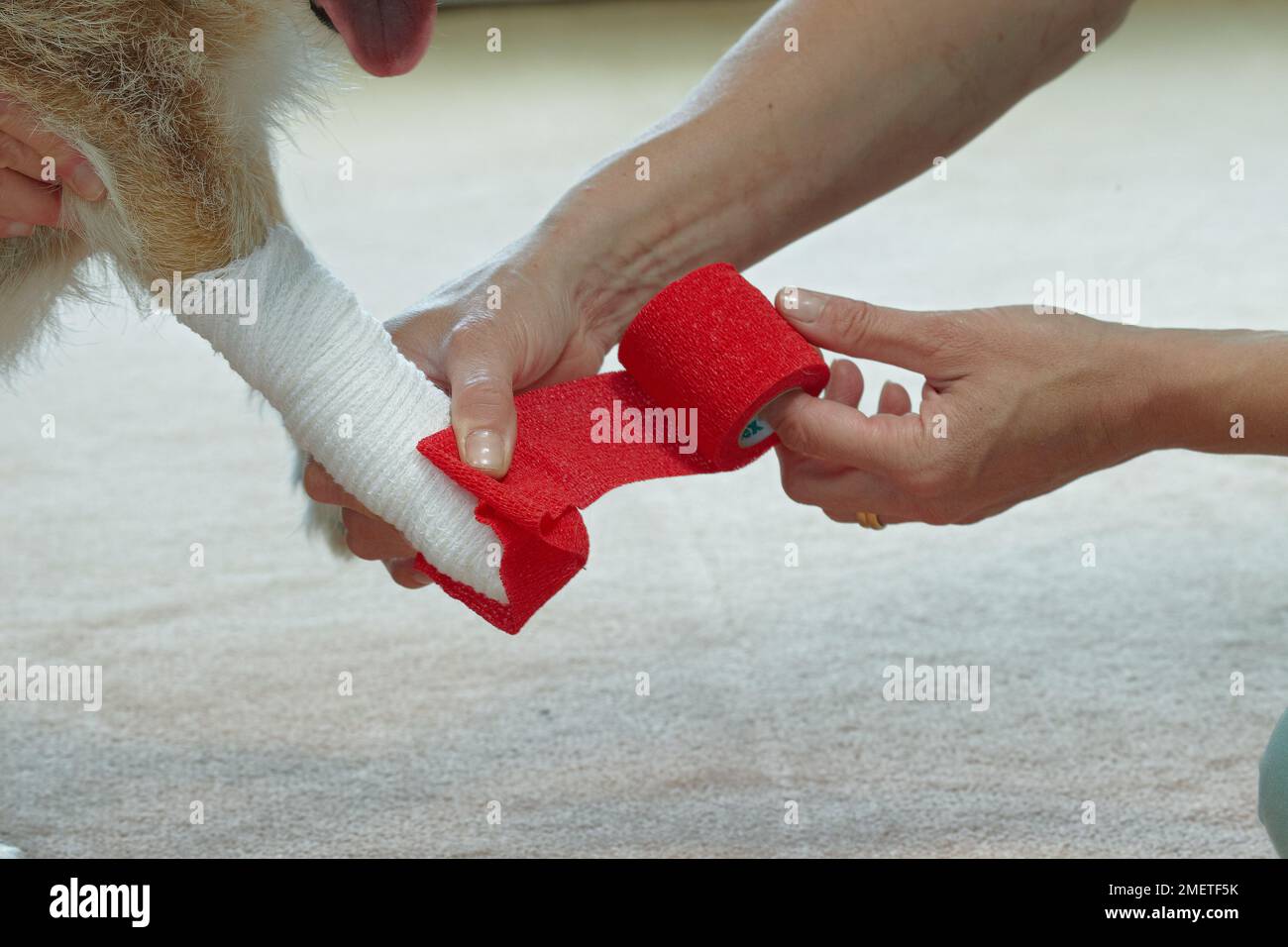Owner applying bandaged to jack russell paw using cohesive tape Stock ... - Paw Restraint Tape