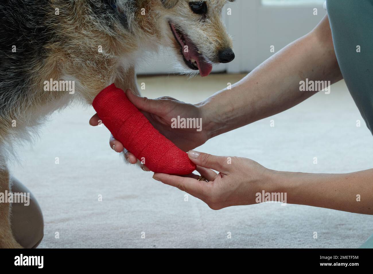 Owner applying bandaged to jack russell paw using cohesive tape Stock ...