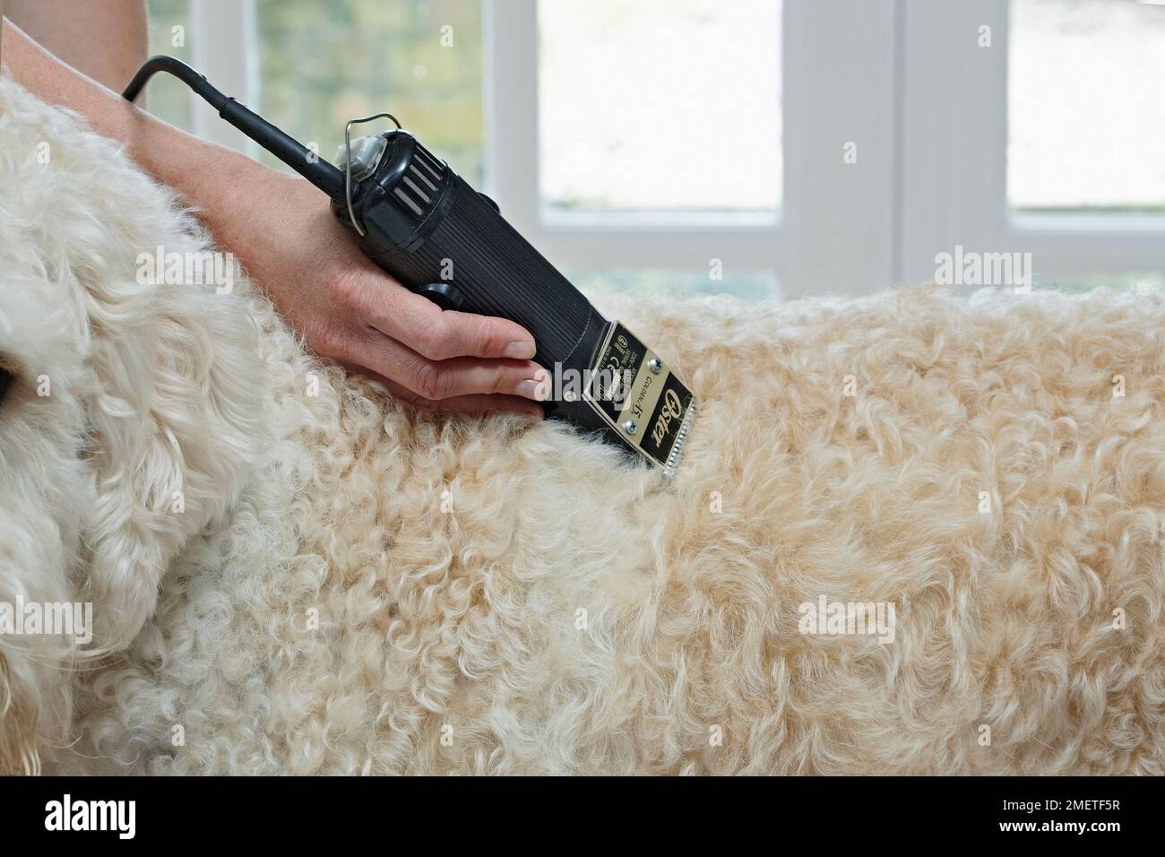 Clipping a Labradoodle (curly haired coat) Stock Photo