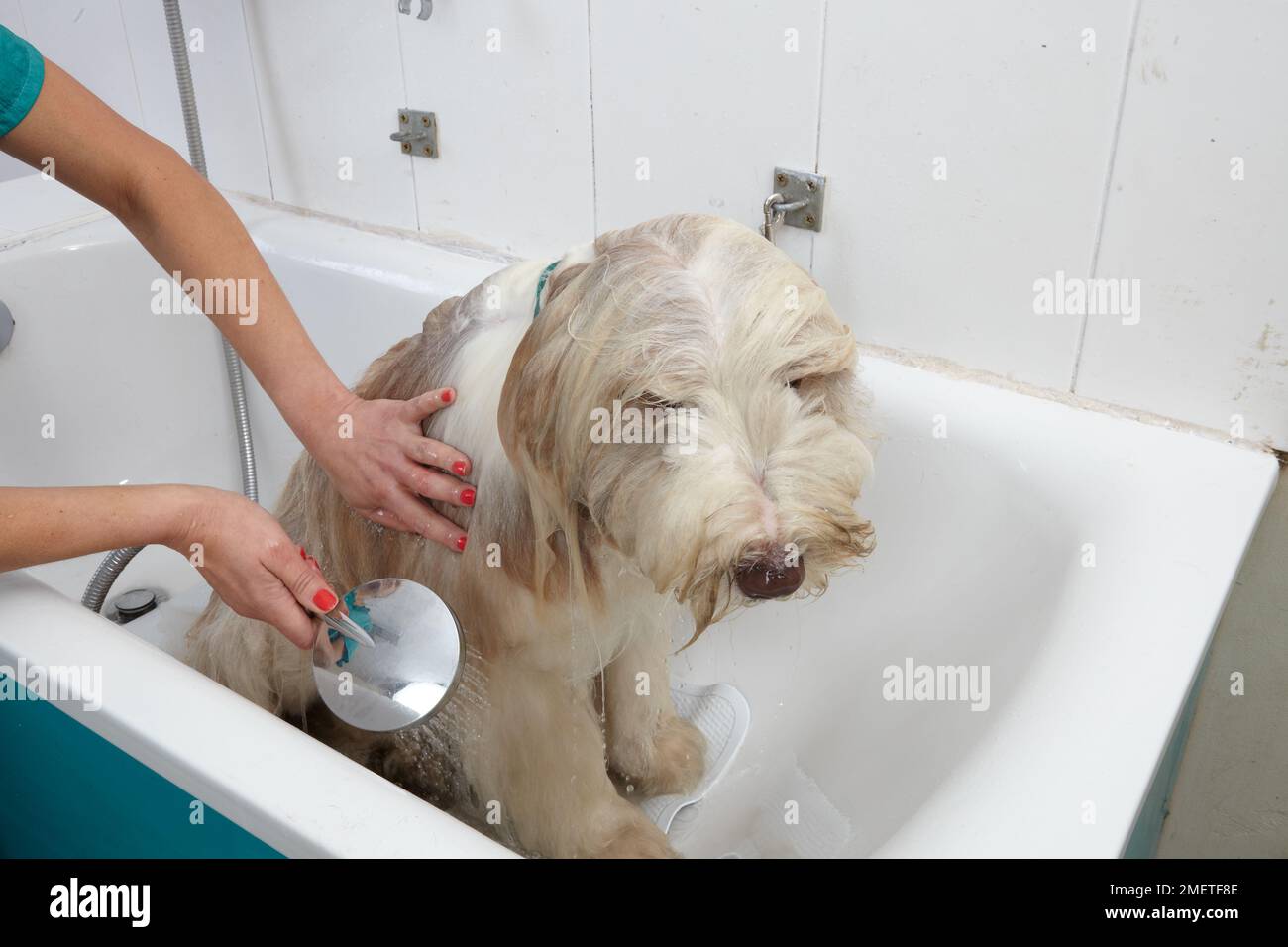 Bearded Collie, bathing sequence in grooming parlour Stock Photo Alamy