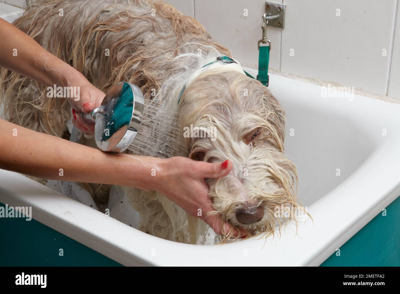 Bearded Collie, bathing sequence in grooming parlour Stock Photo Alamy