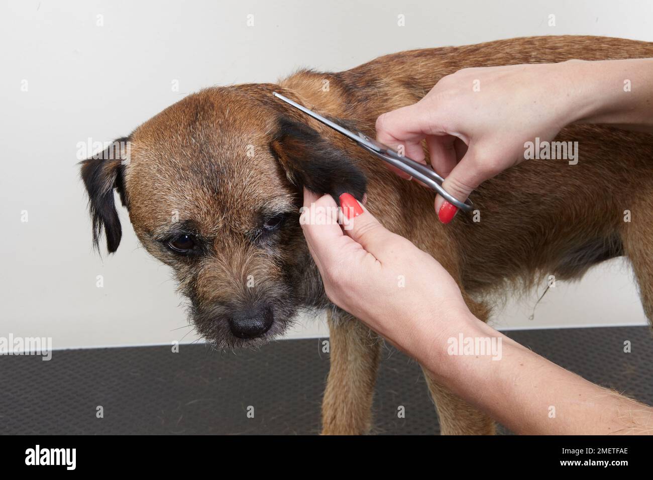 Border terrier, trimming coat using scissors in grooming parlour Stock