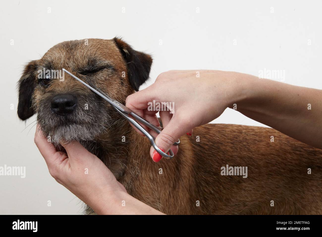 Border terrier, trimming coat using scissors in grooming parlour Stock Photo Alamy