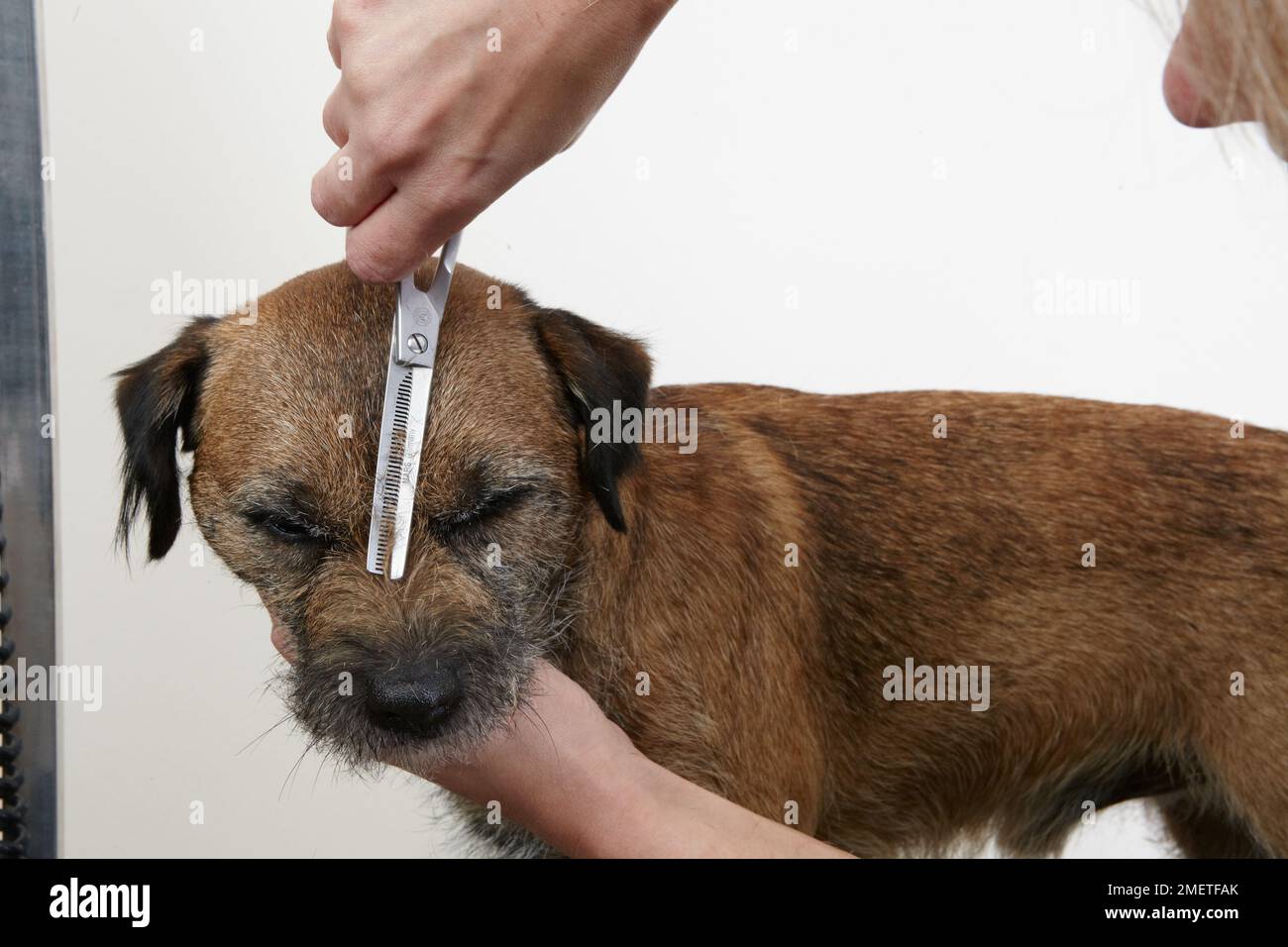 Border terrier, trimming coat using scissors in grooming parlour Stock