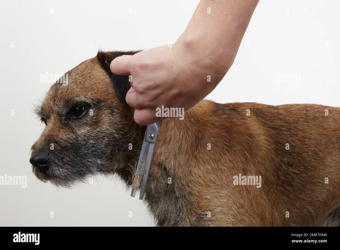 Border terrier, trimming coat using scissors in grooming parlour Stock
