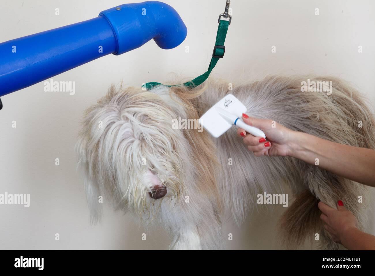 Bearded collie, blow drying or brushing coat using slicker brush in