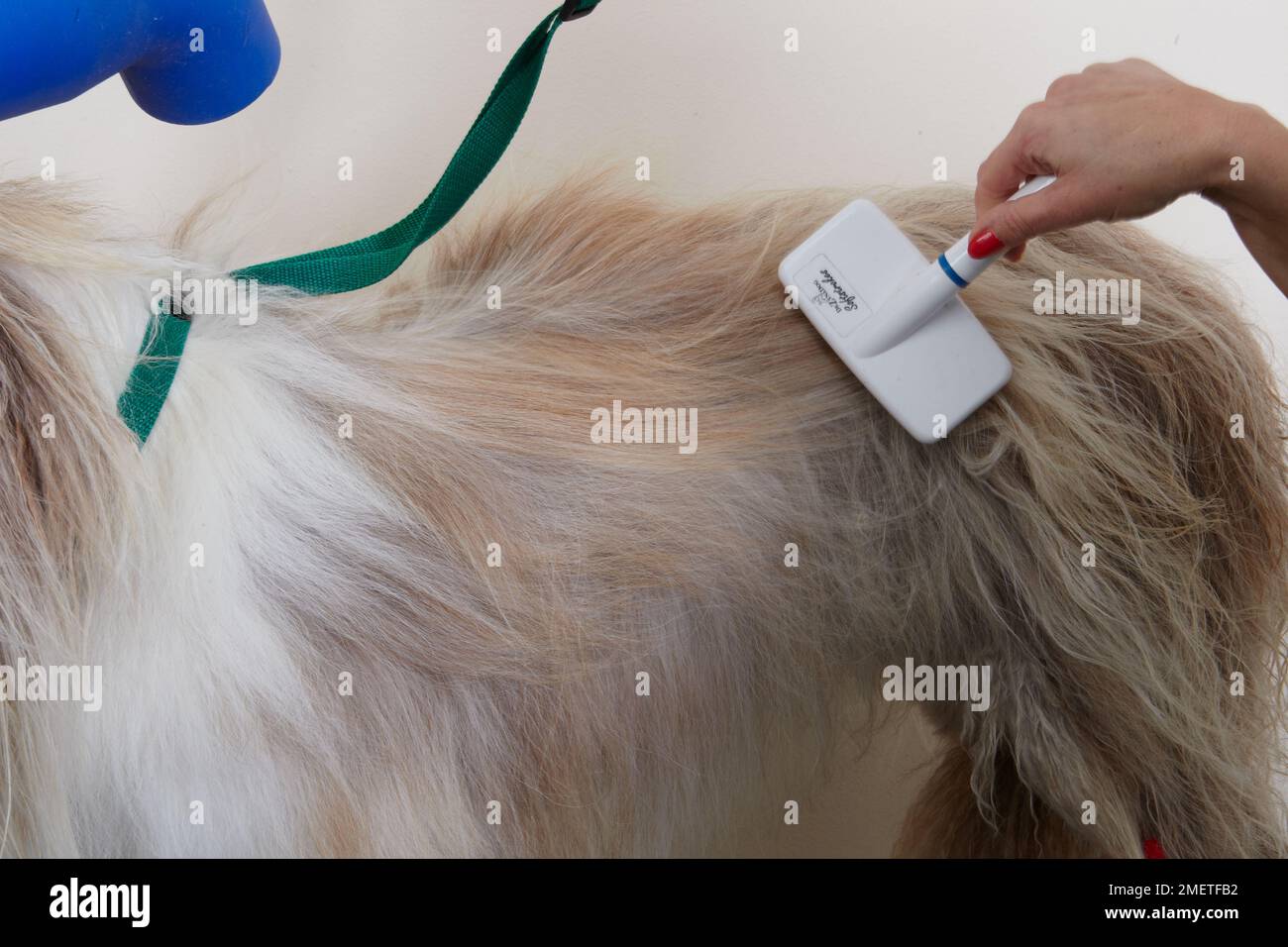 Bearded collie, blow drying or brushing coat using slicker brush in grooming parlour Stock Photo