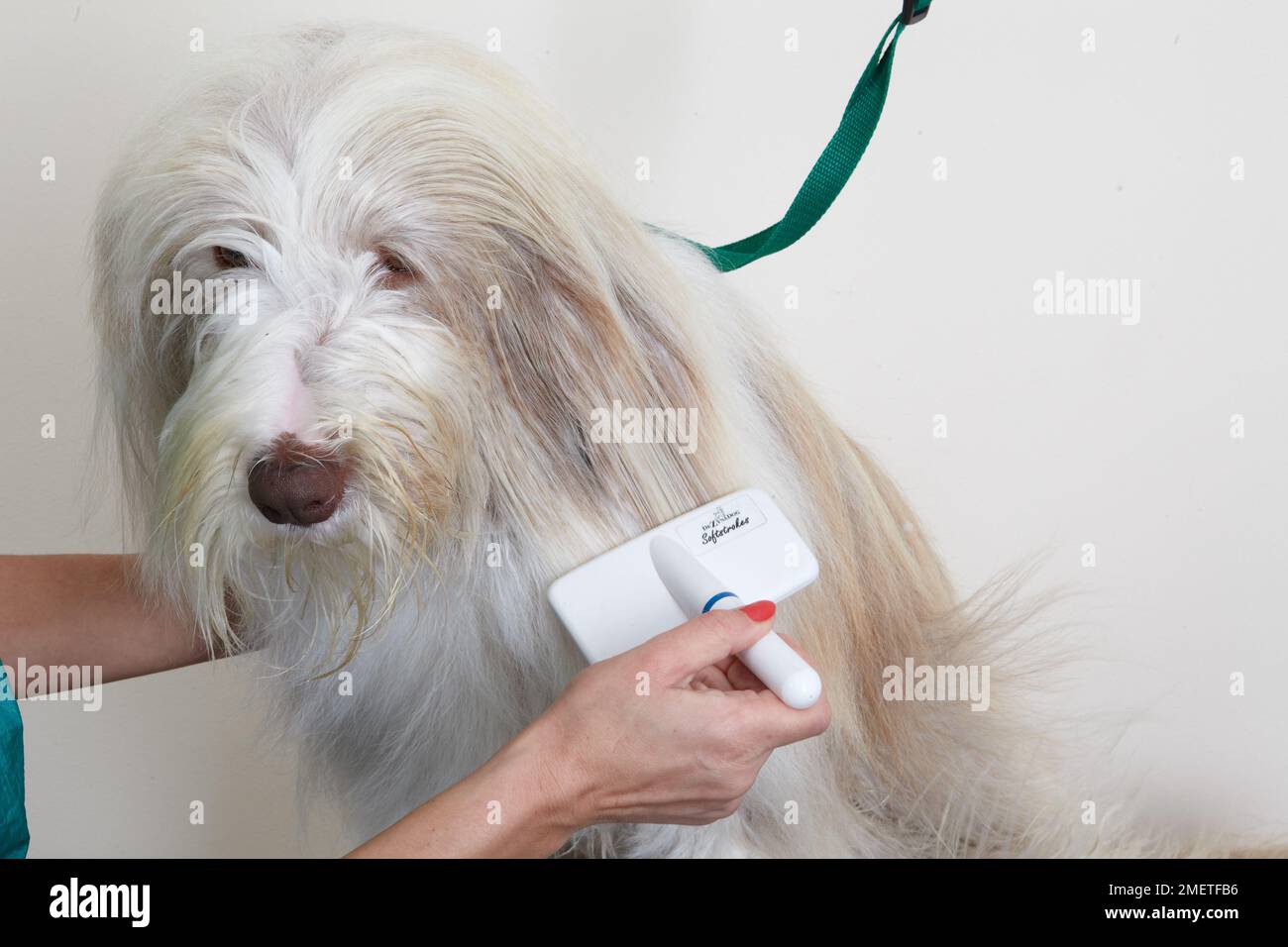 Bearded collie, blow drying or brushing coat using slicker brush in