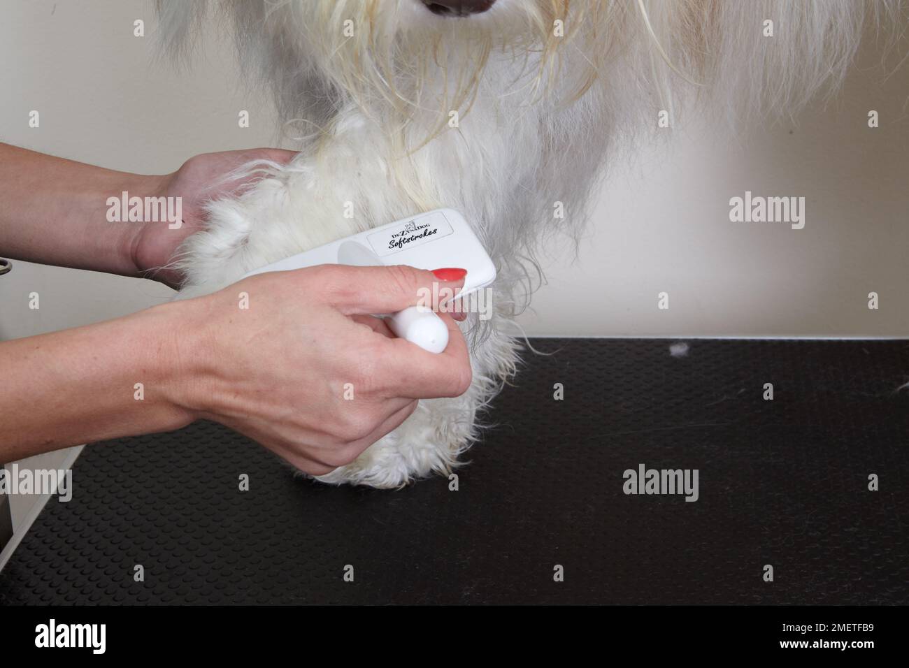 Bearded collie, blow drying or brushing coat using slicker brush in