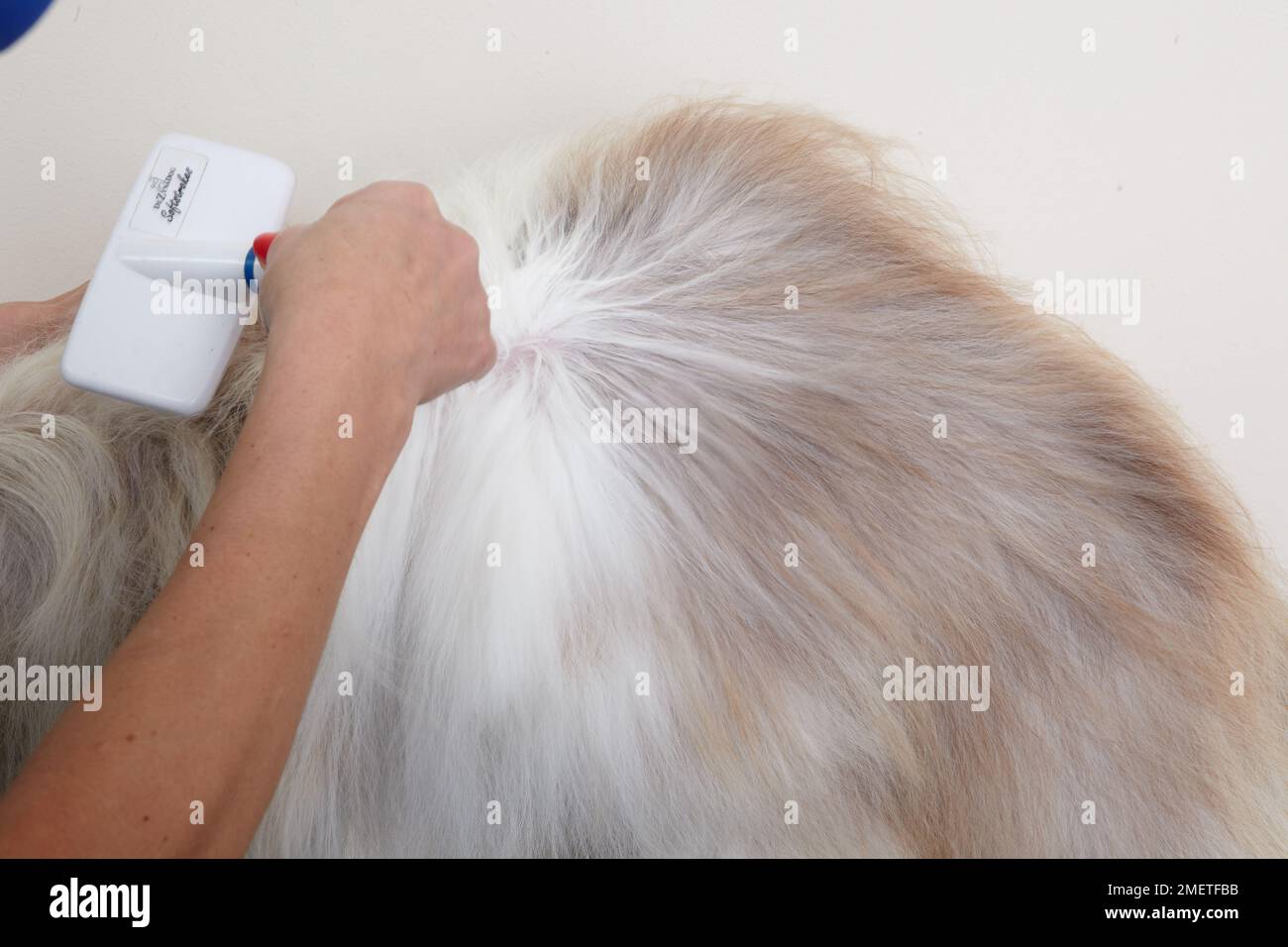 Bearded collie, blow drying or brushing coat using slicker brush in