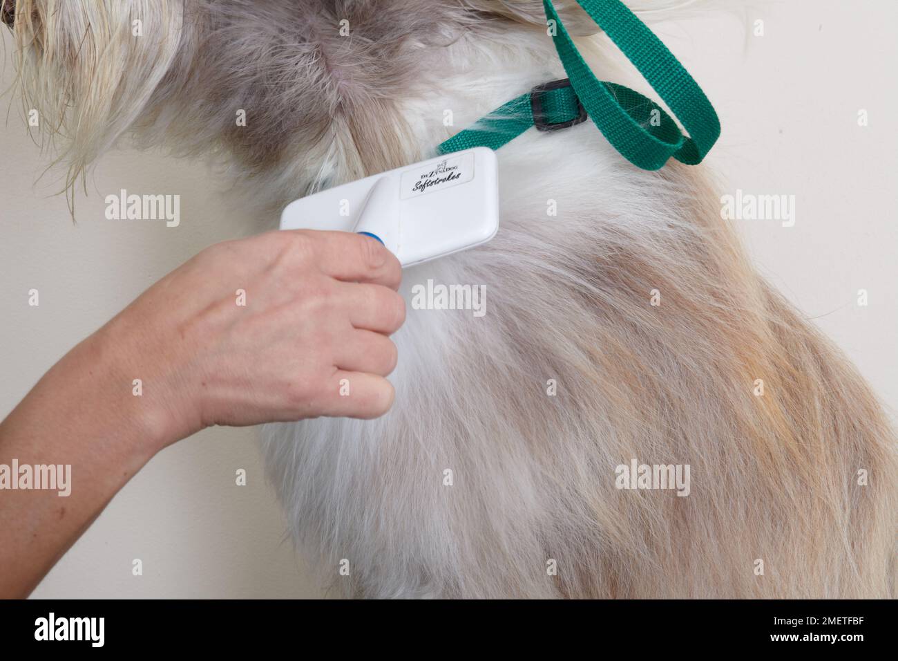 Bearded collie, blow drying or brushing coat using slicker brush in