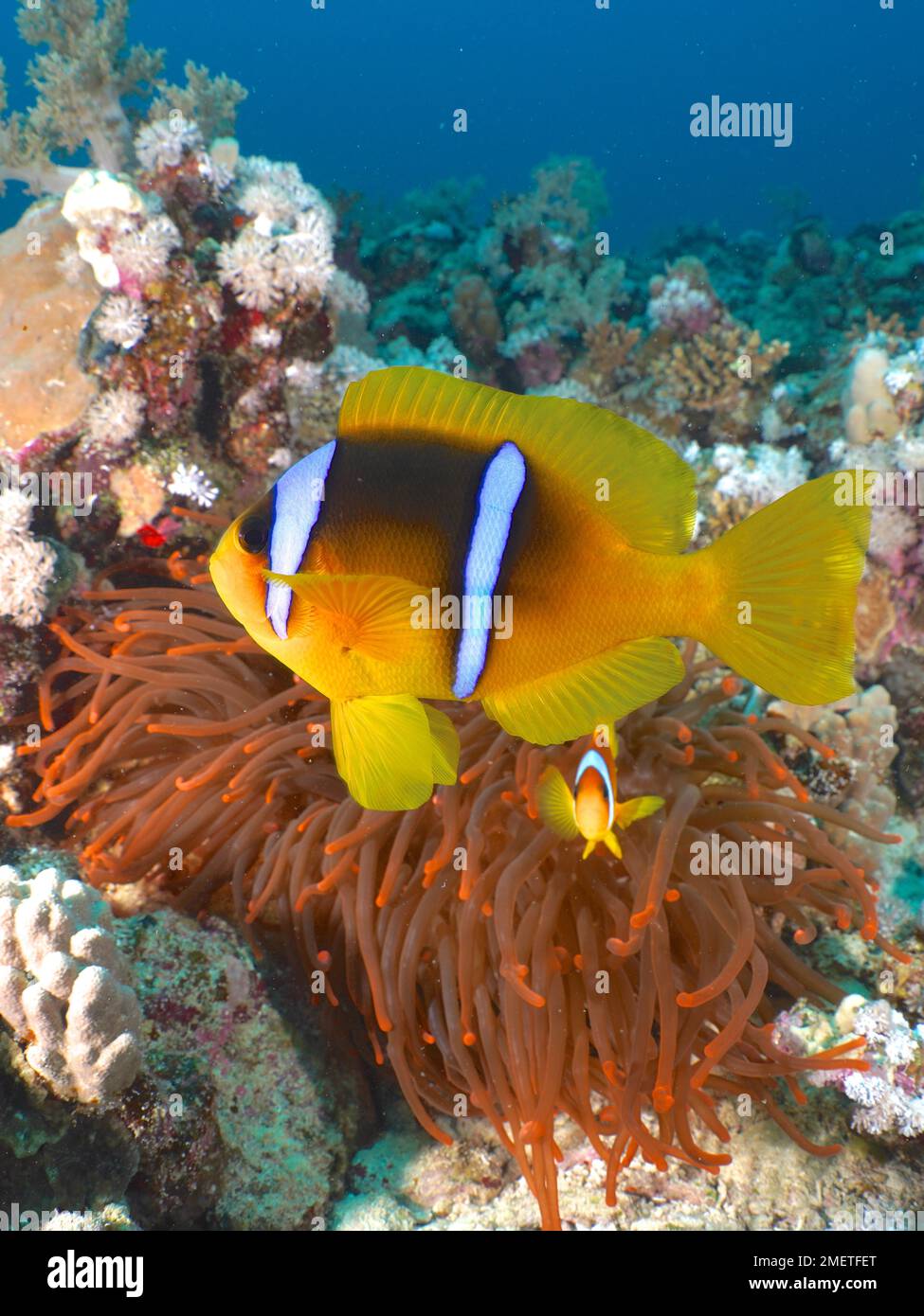 Red sea clownfish (Amphiprion bicinctus), House Reef dive site