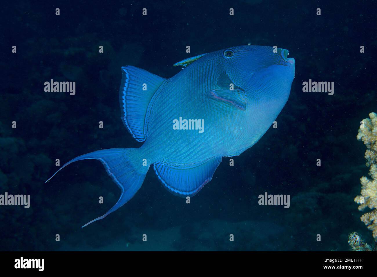 Blue triggerfish (Pseudobalistes fuscus) in front of dark blue background, cropped image. Dive site House Reef, Mangrove Bay, El Quesir, Red Sea Stock Photo