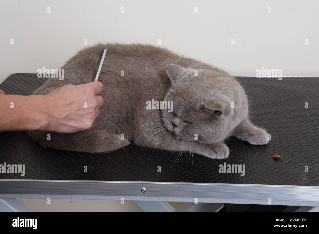 Blue British Shorthair grooming coat using comb Stock Photo Alamy