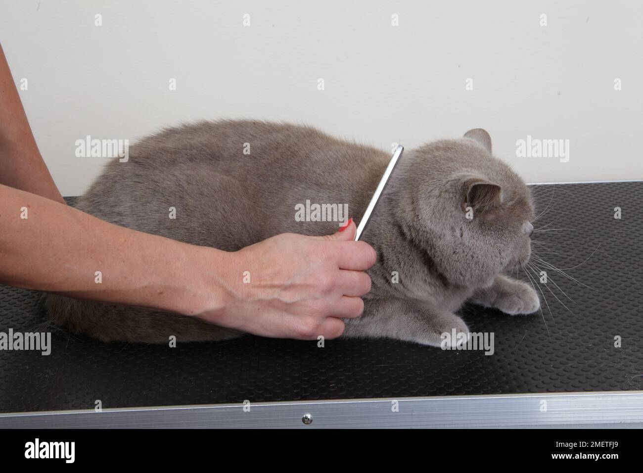 Blue British Shorthair grooming coat using comb Stock Photo Alamy