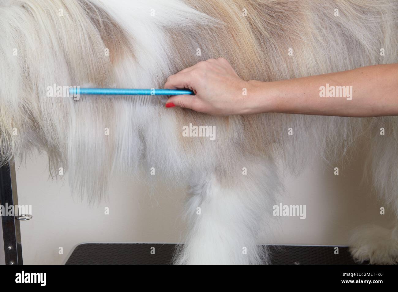 Bearded Collie, combing coat in grooming parlour Stock Photo Alamy