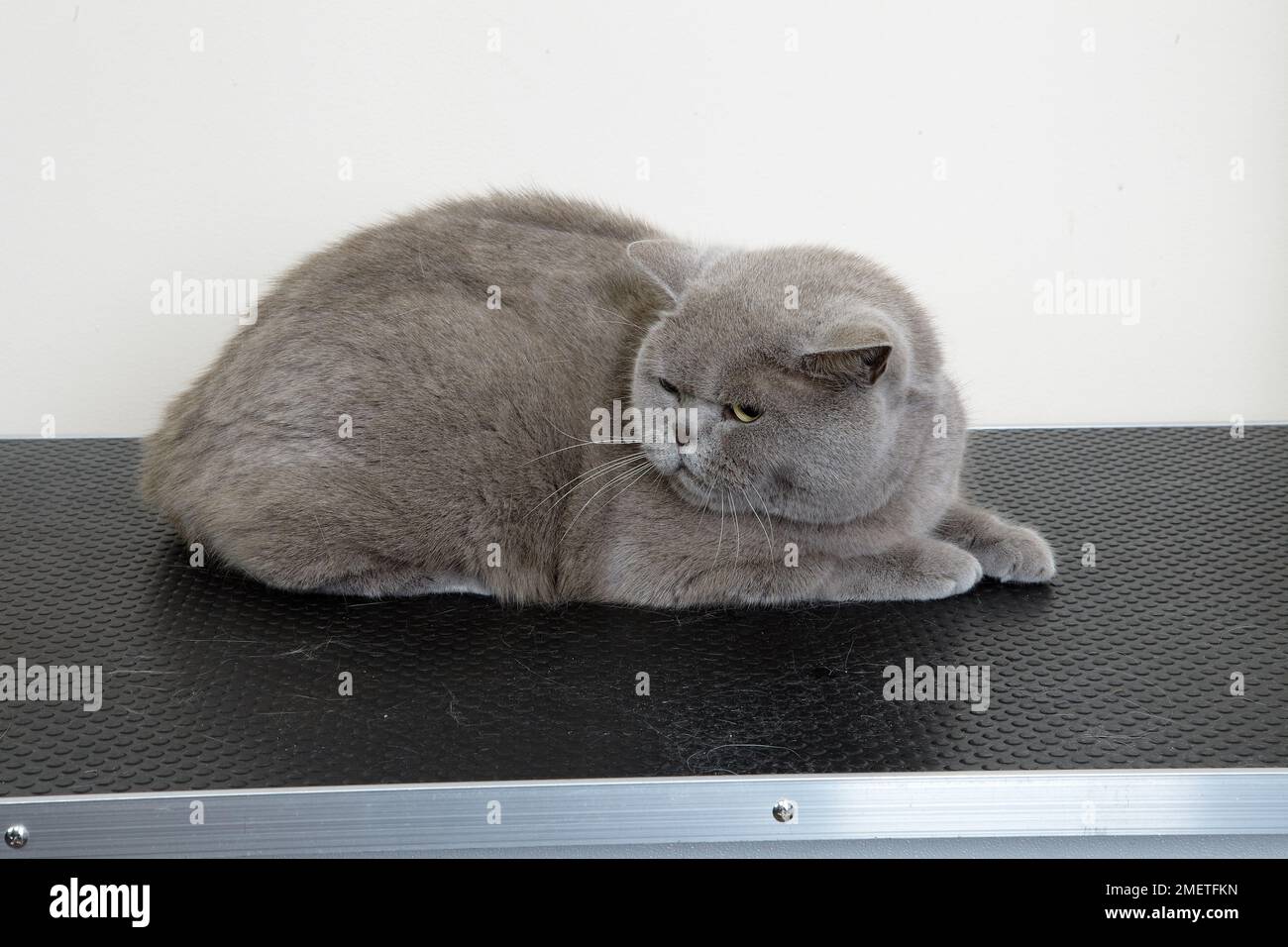 Blue British Shorthair at grooming parlour Stock Photo Alamy