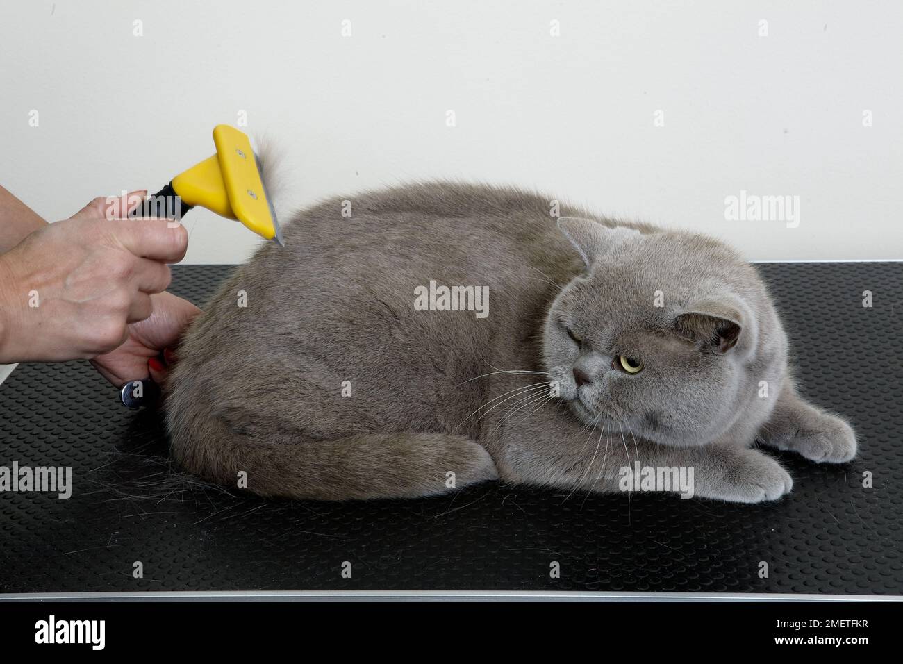Blue British Shorthair grooming coat using shedding blade Stock Photo