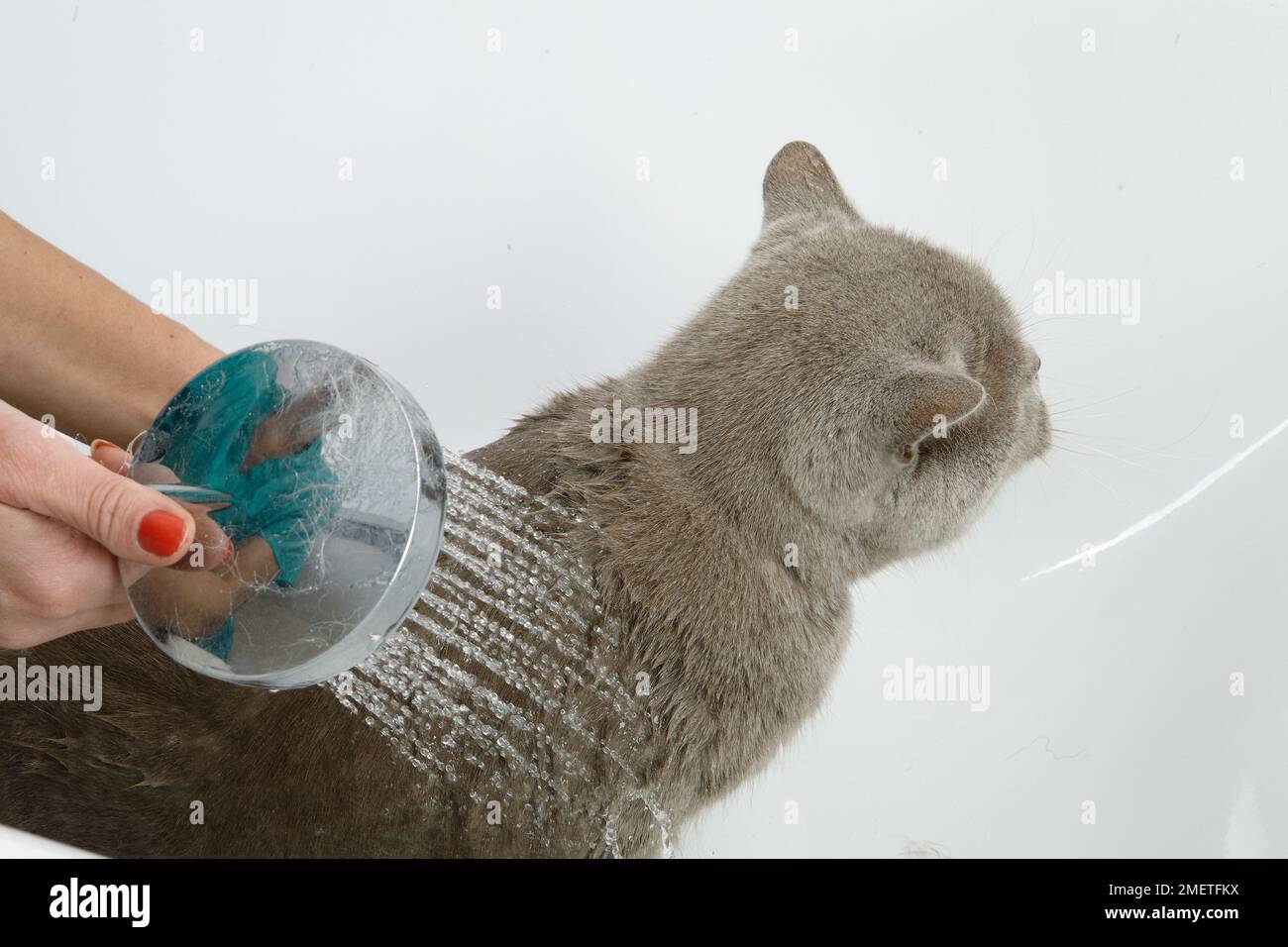 Blue british shorthair bathing sequence hires stock photography and