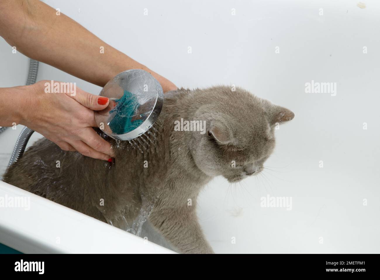 Blue British Shorthair bathing sequence Stock Photo Alamy