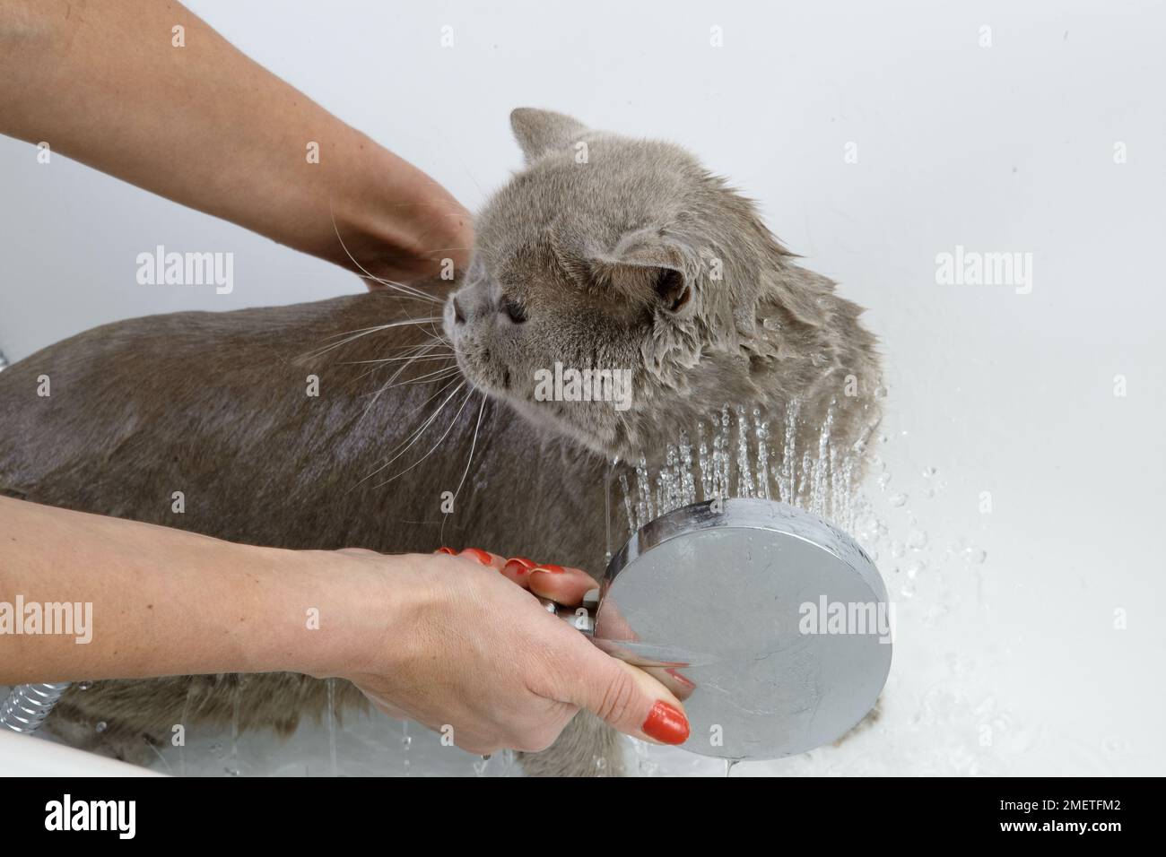 Blue british shorthair bathing sequence hires stock photography and