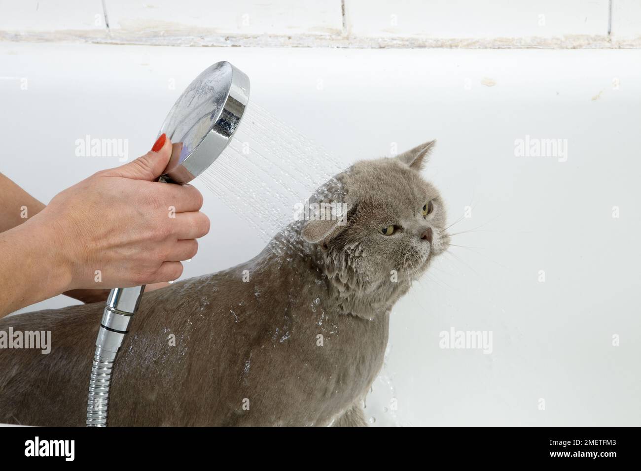 Blue British Shorthair bathing sequence Stock Photo Alamy