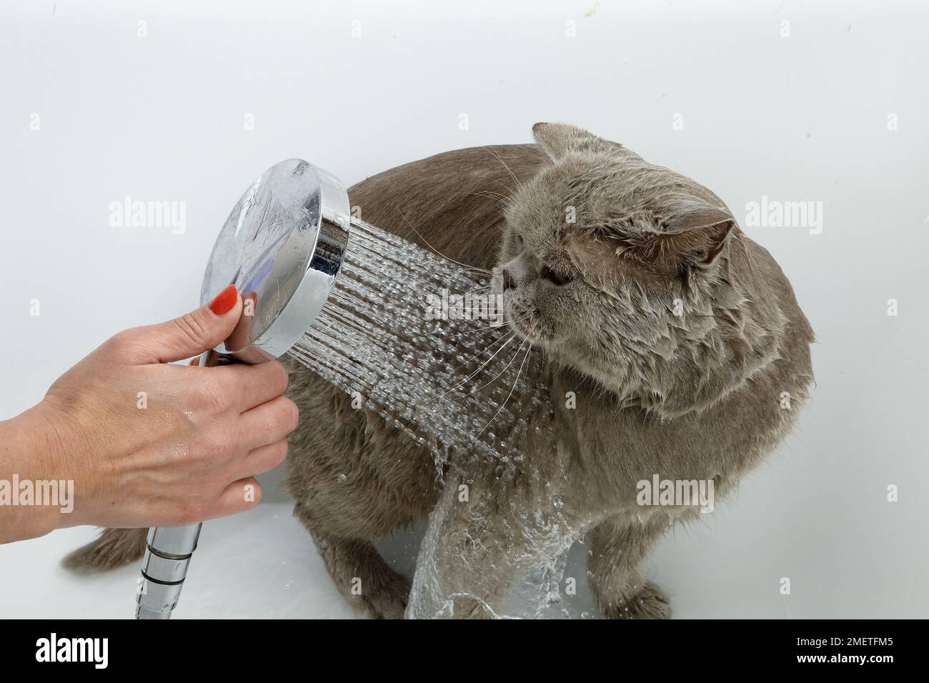Blue British Shorthair bathing sequence Stock Photo Alamy