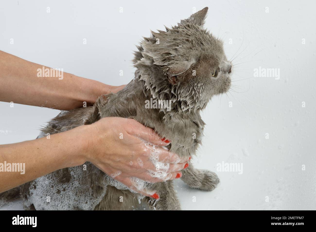 Blue British Shorthair bathing sequence Stock Photo Alamy