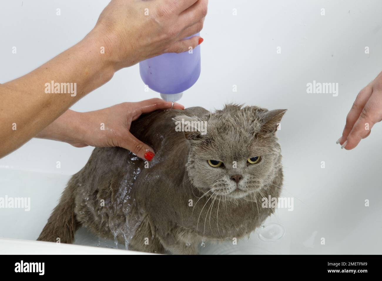 Blue British Shorthair bathing sequence Stock Photo Alamy