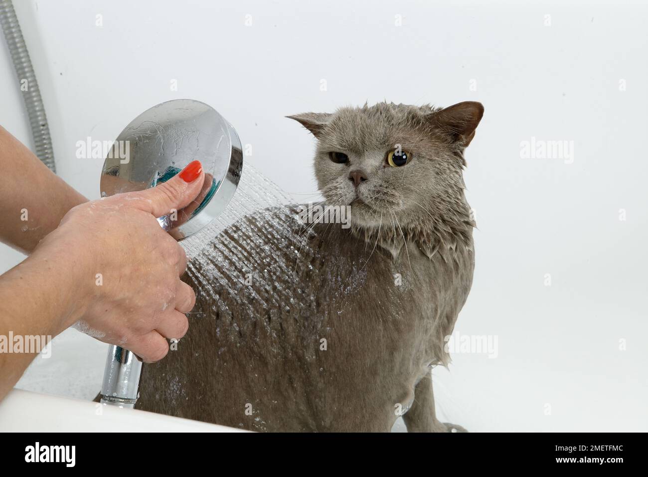 Blue British Shorthair bathing sequence Stock Photo Alamy