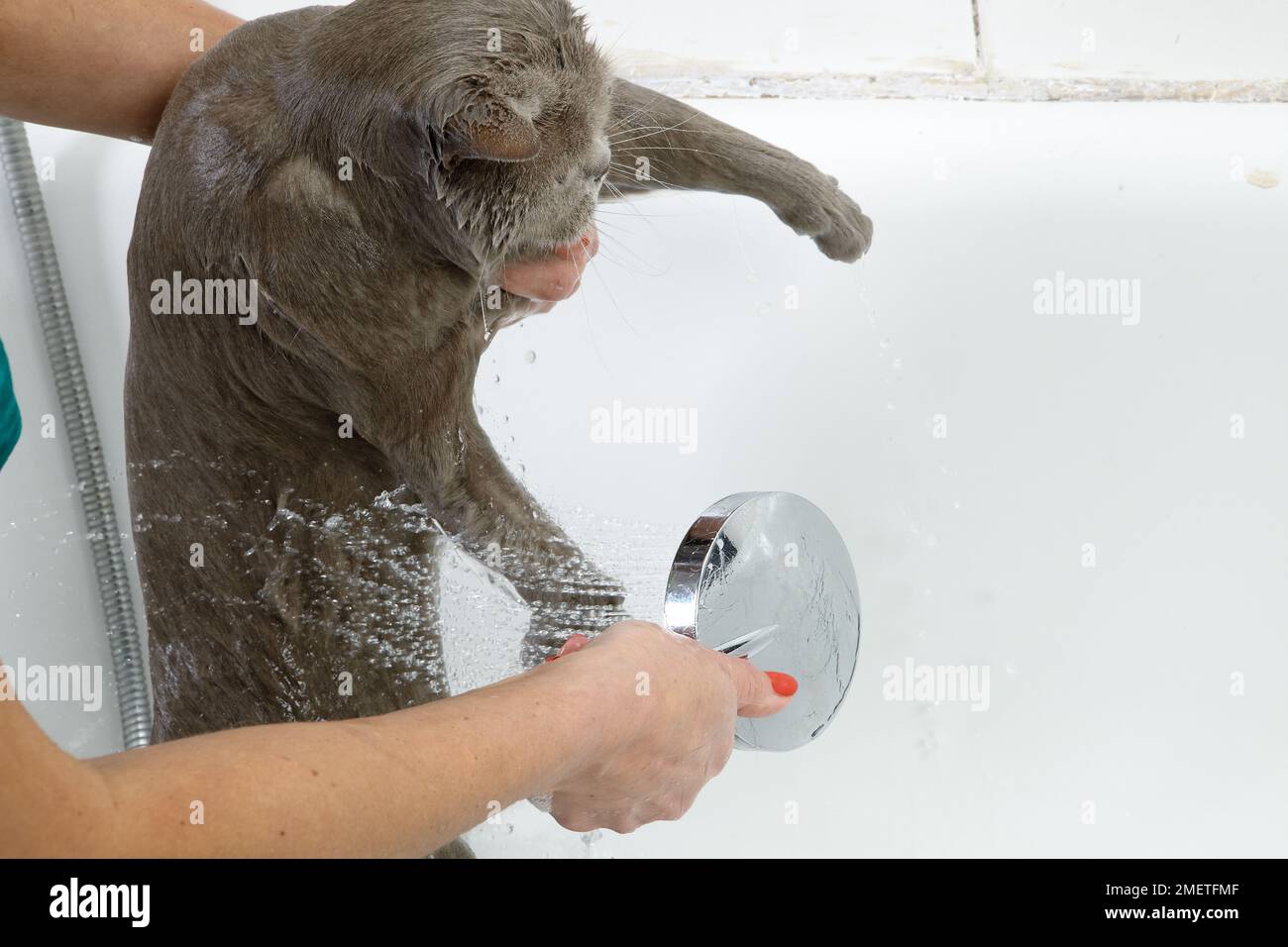 Blue British Shorthair: bathing sequence Stock Photo